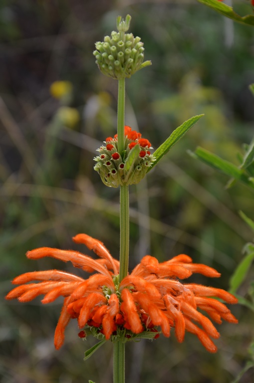 2015-05 South Africa/Drakensburg/DSC_0116.JPG